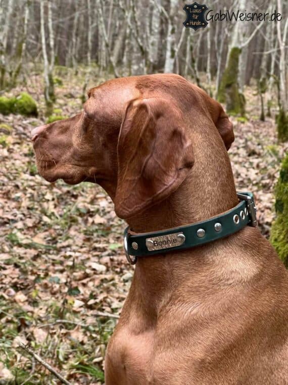 Hundehalsband Leder individuell zweifarbig. Mit Namen und Telefonnummer personalisiert. 25 mm breit und verstellbar in 5 Ösen. Bestückt mit Beschlag aus Edelstahl. Bonnie
