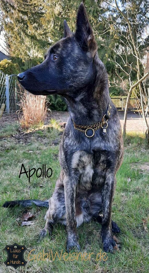 Hundehalsband Leder Schwarz Zugstoppkette. Holländischer Schäferhund Apollo