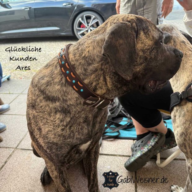 Hundehalsband aus Leder. Glückliche Kunden Ares.