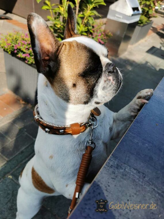 Luxus Hundehalsband aus Leder, für kleine Hunde. Französische Bulldogge.