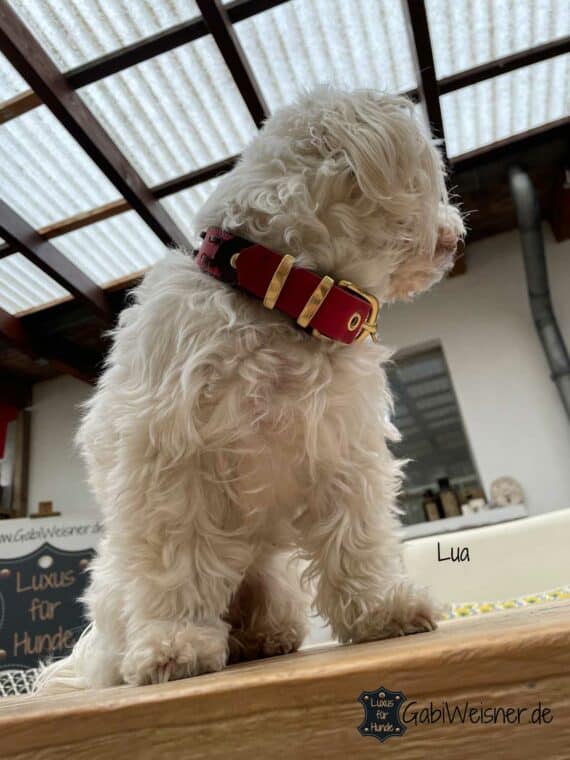 Hundehalsband aus Leder. 2 Farben dickes weiches Rindsleder 25 mm breit, dekoriert mit unserem Steppmuster in den zur Auswahl stehenden Farben. Lua