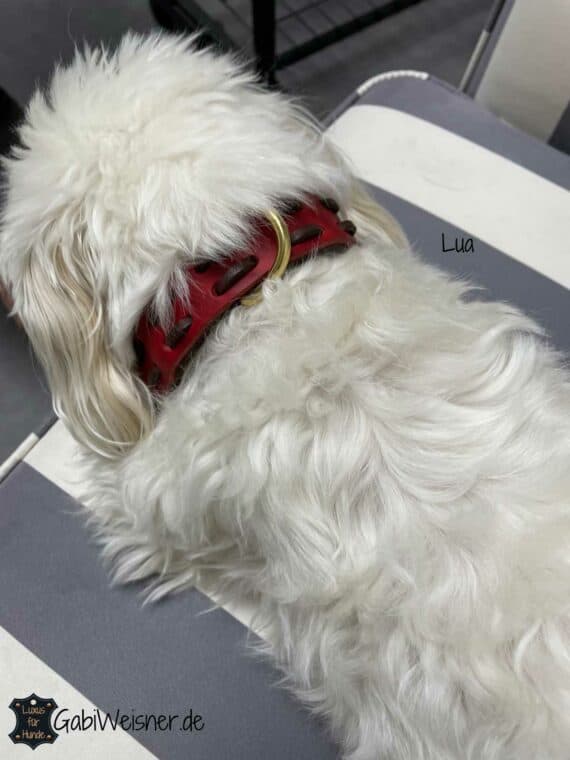 Hundehalsband aus Leder. 2 Farben dickes weiches Rindsleder 25 mm breit, dekoriert mit unserem Steppmuster in den zur Auswahl stehenden Farben. Lua