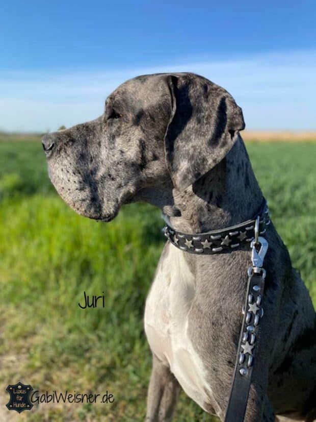Breite Hundeleine aus Leder für große Hunde, dekoriert mit Steppmuster und Sternen in den zur Auswahl stehen Farben. Dickes weiches Leder in Schwarz 2,5 cm breit. Dogge Juri.
