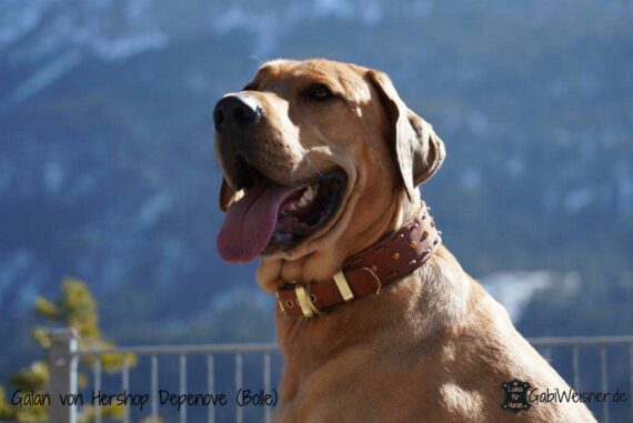 Breites Hundehalsband aus Leder für große Hunde. Dickes weiches Leder 5 cm breit geschnitten, dekoriert mit Steppmuster und Nieten in den zur Auswahl stehen Farben.