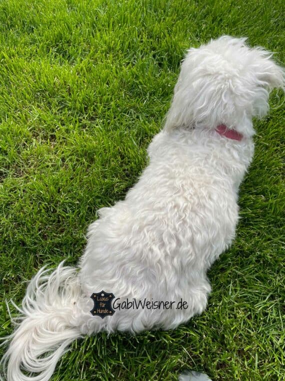 Halsband mit Zugstopp für kleine Hunde. Glattes Soft-Leder 2,4 cm breit in den zur Auswahl stehenden Farben. Mit Zugstoppkette für kleine Hunde.