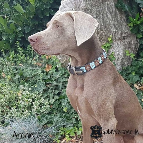 Hundehalsband aus Leder Weimaraner Archie