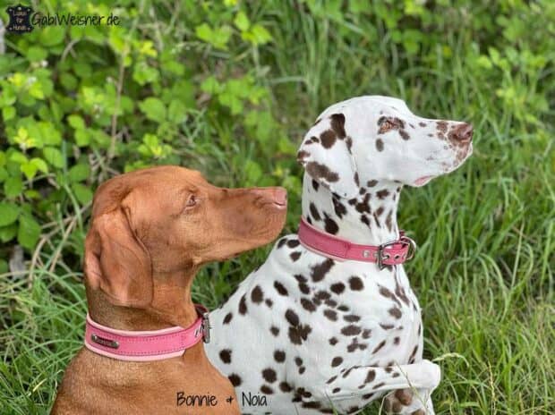 Hundehalsband mit Nappaleder unterlegt und mit einem oder zwei Namensschildern bestückt. Glattes Leder 2,4 bis 3,5 cm breit in den zur Auswahl stehenden Farben.