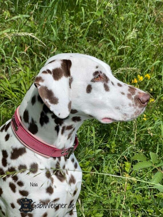 Hundehalsband mit Nappaleder unterlegt und mit einem oder zwei Namensschildern bestückt. Glattes Leder 2,4 bis 3,5 cm breit in den zur Auswahl stehenden Farben.