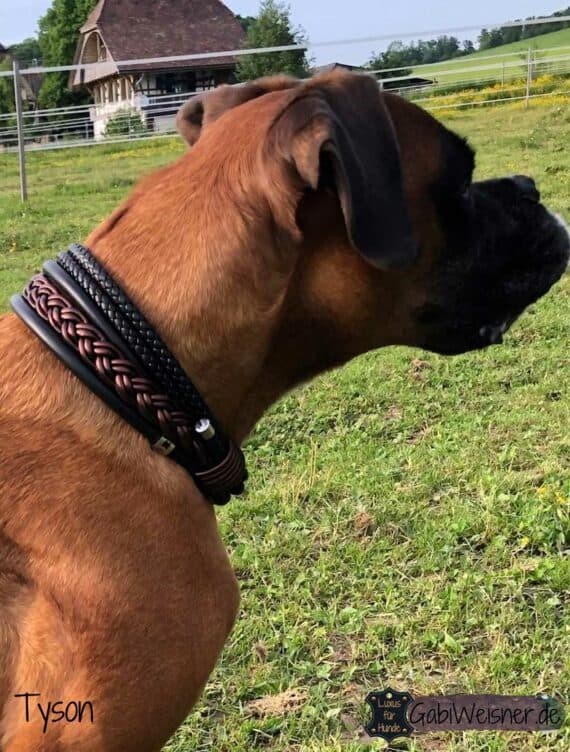 Luxus Hundehalsband 5 cm breit. Leder Mix in Schwarz und Braun. Bestückt mit Edelstahl oder Messing Haken und Doppelwirbel.