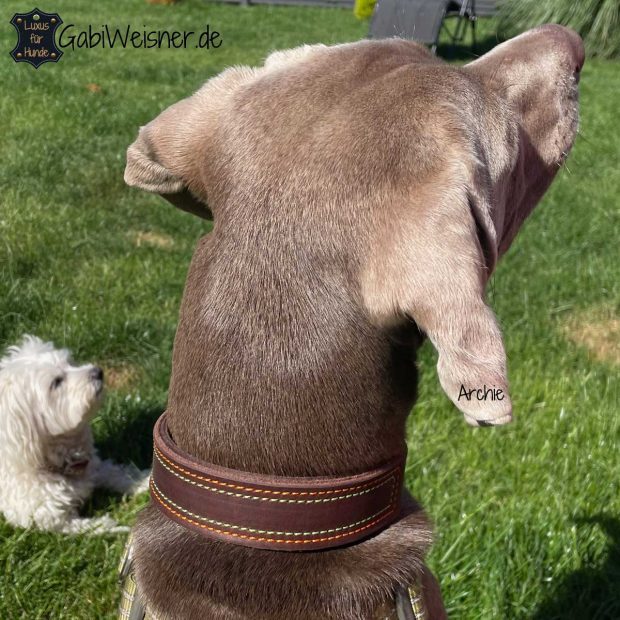 Hundehalsband aus Leder. 3 cm breit geschnitten, doppelt gelegt und genäht mit Garn in Orange und Grün. Bestückt mit Edelstahl oder Messing-Schließe