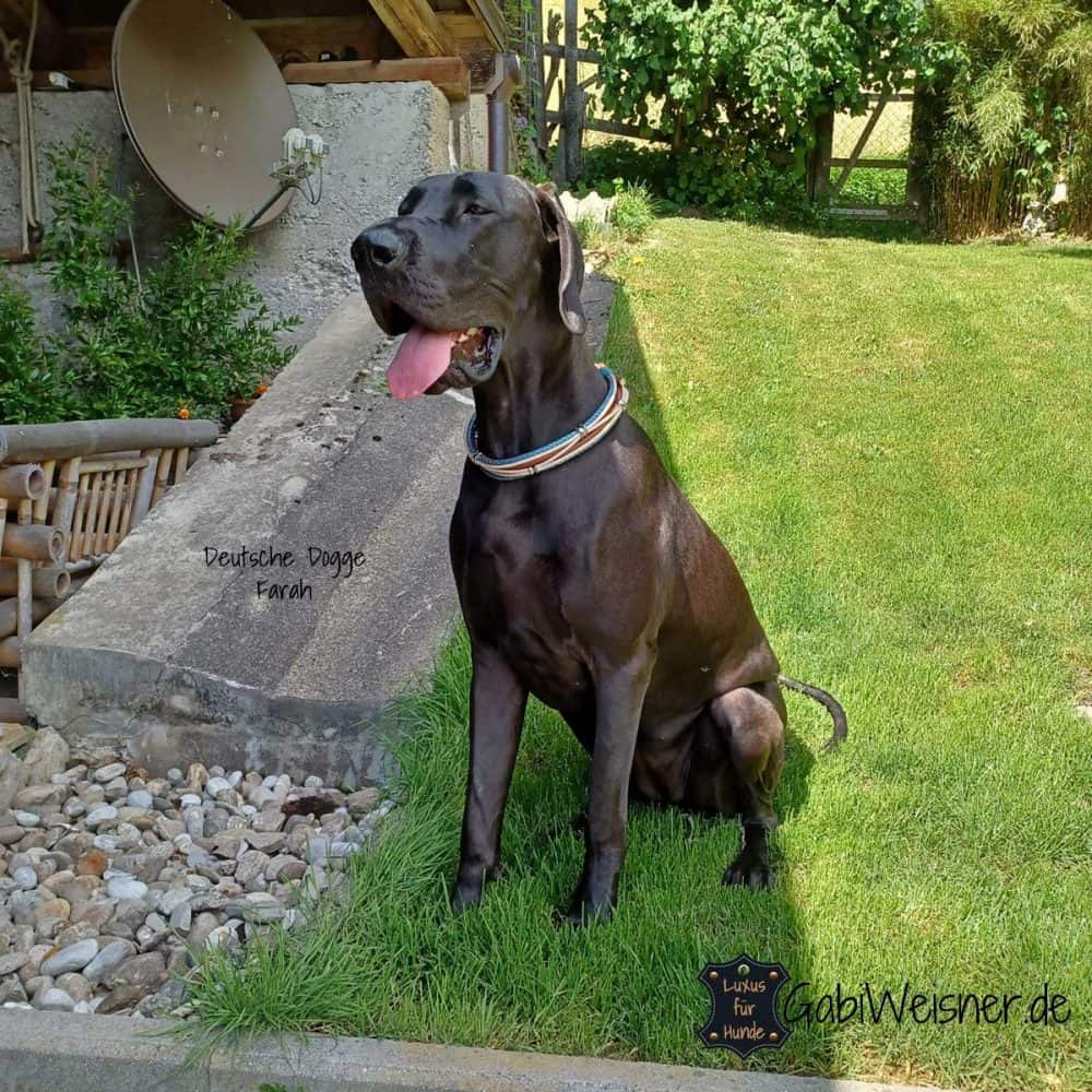 Spike-Hundehalsband Aus Lederimitat, Verstellbar, Größe M (29-38cm), Schwarz – Stylisch & Schützend