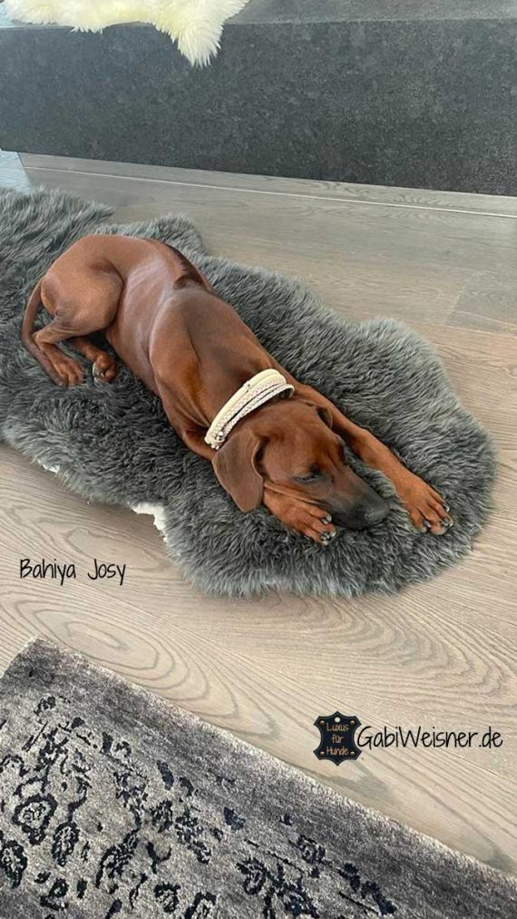 Hundehalsband aus Leder im Mix 4 cm breit. Für kleine und mittelgroße Hunde. Edle Nappaleder in Elfenbeinfarben, perlmuttfarben und Roségold metallic.