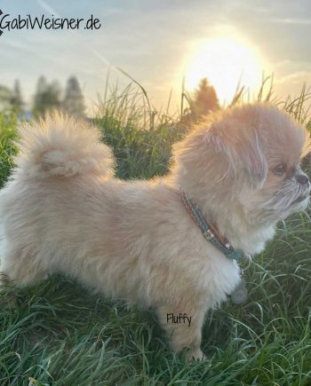 Luxus Hundehalsband kleine Hunde Fluffy.