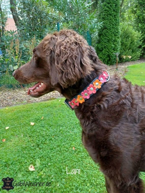 Hundehalsband mit Blumen aus Leder, 3,4 cm breit, Farbe nach Wunsch. Pudel Lani.