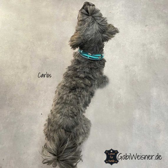 Luxus Hundehalsband für kleine Hunde. Carlos