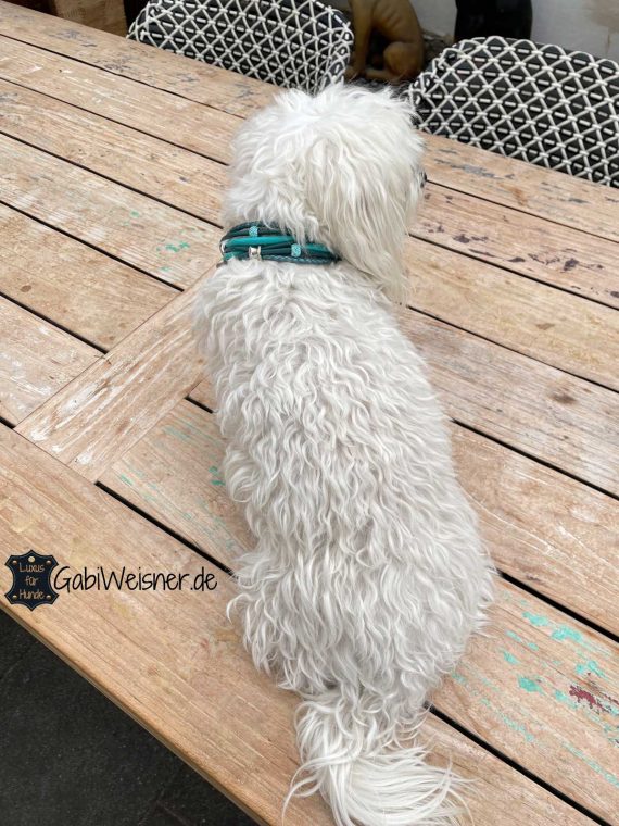 Luxus Hundehalsband mit Zugstoppkette für kleine Hunde