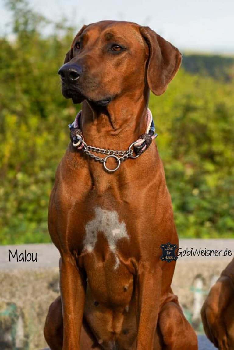 Lmlpt Hundehalsband Aus Rotem Leder – Weich Gepolstert, Verstellbar, Mit D-Ring, Größe M