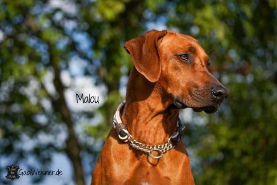 Luxus Hundehalsband Leder Zugstopp Ohr-Tunnel Rhodesian Ridgeback Malou