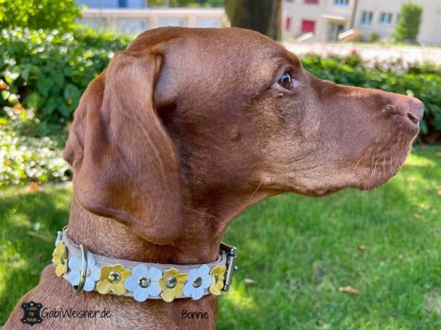 BRONZEDOG Lederhalsband Mit QR-Tag – Verstellbar Für Kleine Hunde & Katzen, Lila Mit Goldener Schnalle