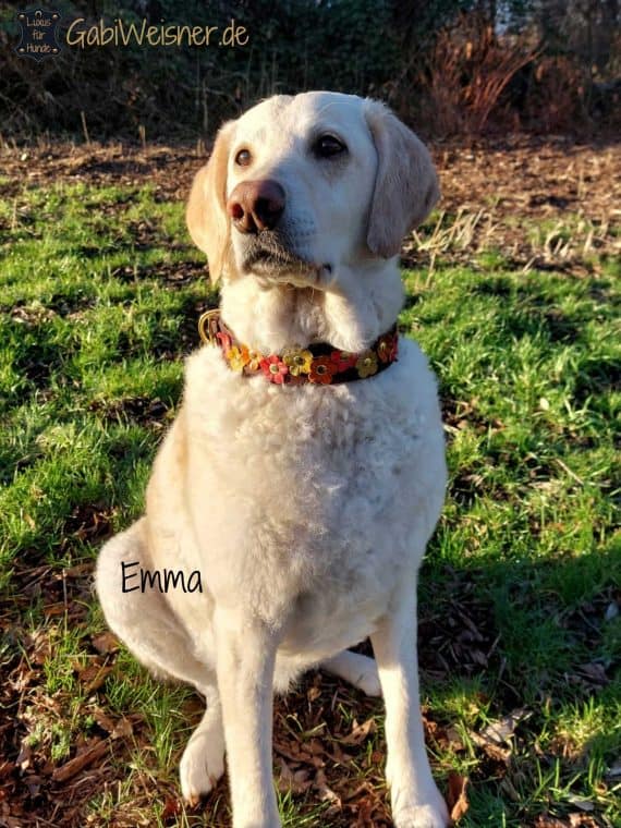 Hundehalsband mit Blumen aus Leder Braun Orange Gelb Messing Labrador Emma
