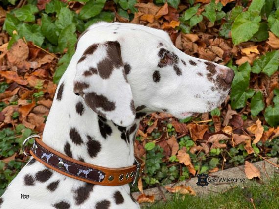 Hundehalsband mit Dalmatiner Webband auf Leder. Noia