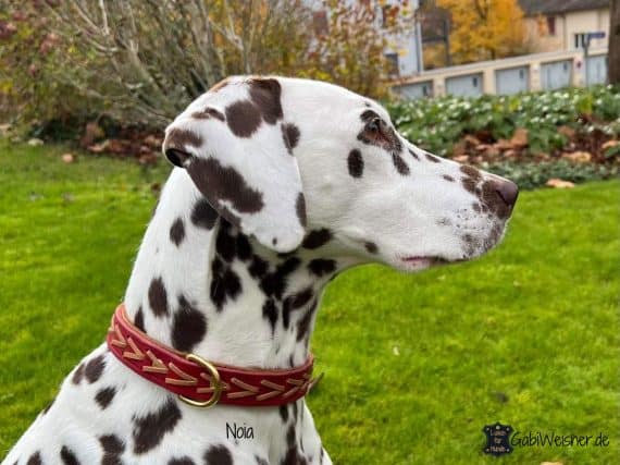 Hundehalsband aus Leder in 2 Farben nach Wunsch, 25 mm breit, Dalmatiner Noia
