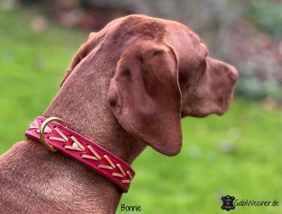 Hundehalsband aus Leder in 2 Farben nach Wunsch, 25 mm breit, Magyar Vizsla Bonnie