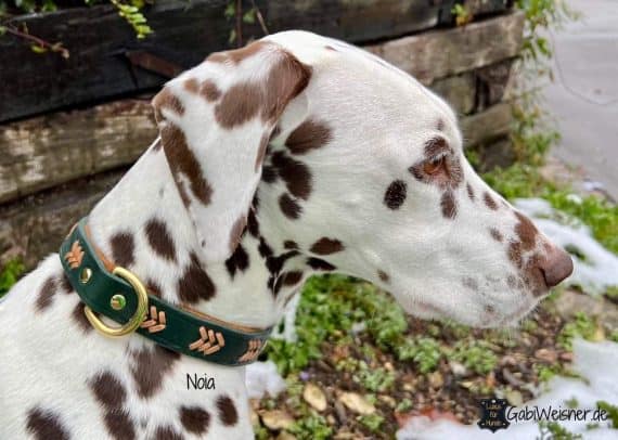 Hundehalsband aus Leder individuell Dalmatiner Noia
