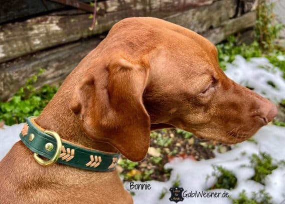Hundehalsband aus Leder individuell Magyar Vizsla Bonnie