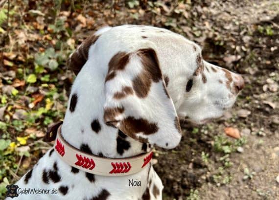 Hundehalsband aus Leder in Beige Dalmatiner Noia