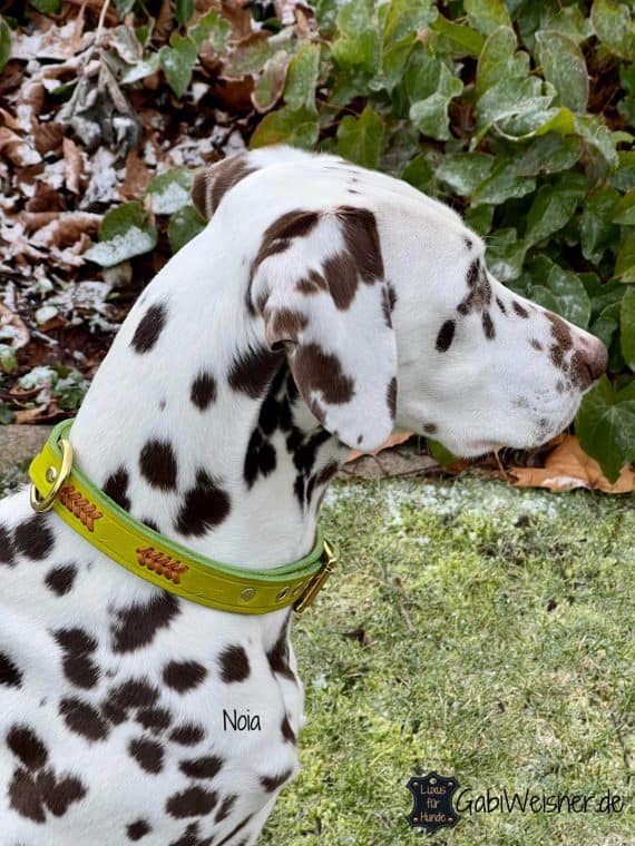 Hundehalsband aus Leder 25 mm breit Lime Messing Dalmatiner Noia