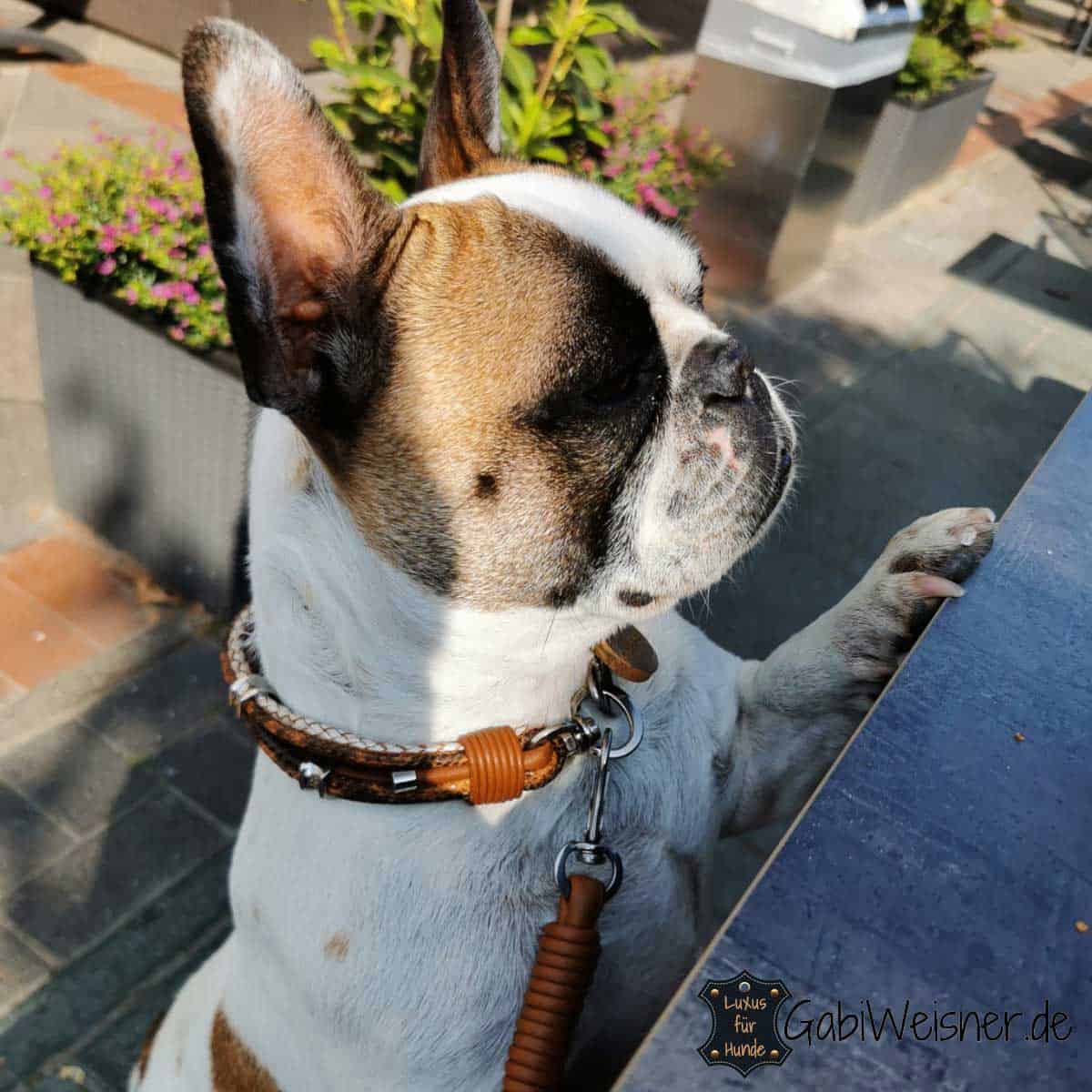 Hundehalsband aus Leder Französische Bulldogge.
