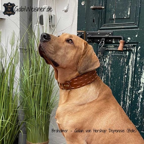 Hundehalsband aus Leder 6 cm breit Broholmer Galan von Hershop Depenove (Bolle)