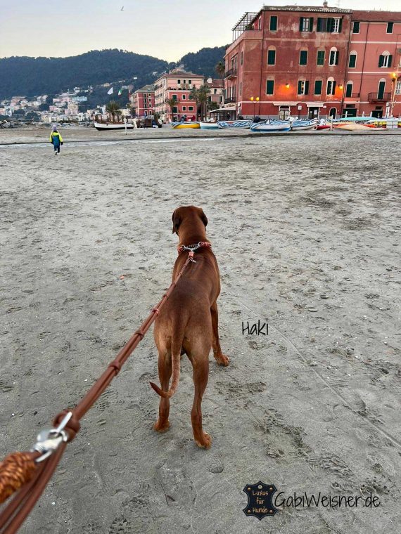 Hundehalsband mit Zugstopp Rhodesian Ridgeback Haki aus Italien