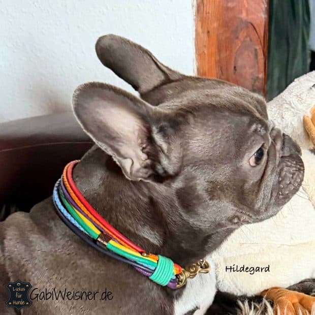 Hundehalsband Regenbogen Hundehalsband aus Leder in Regenbogenfarben, für kleine Hunde