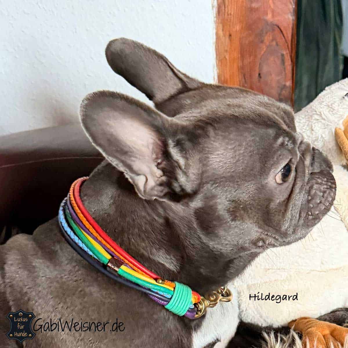 Hundehalsband aus Leder in Regenbogenfarben, für kleine Hunde