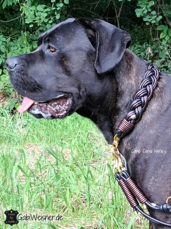 Cane Corso Harley mit 58 cm HU