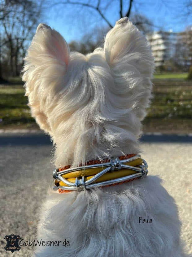 Luxus Hundehalsband im Leder Mix mit Gelb-Orange-Silber. Dekoriert mit 5 Ohr-Tunnel aus Chirurgenstahl. Luxus für kleine Hunde. Paula Westie.