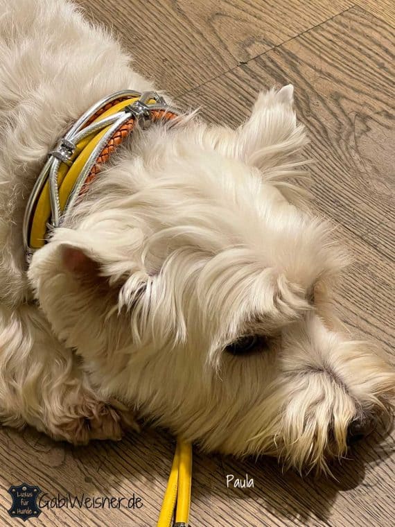 Luxus Hundehalsband im Leder Mix mit Gelb-Orange-Silber. Dekoriert mit 5 Ohr-Tunnel aus Chirurgenstahl. Luxus für kleine Hunde. Paula Westie.
