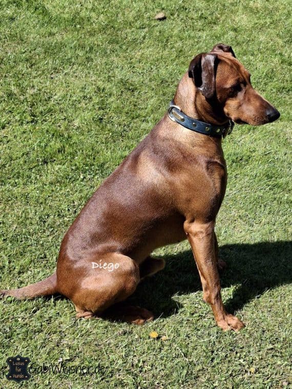 Hund mit Hundehalsband und Namensschild