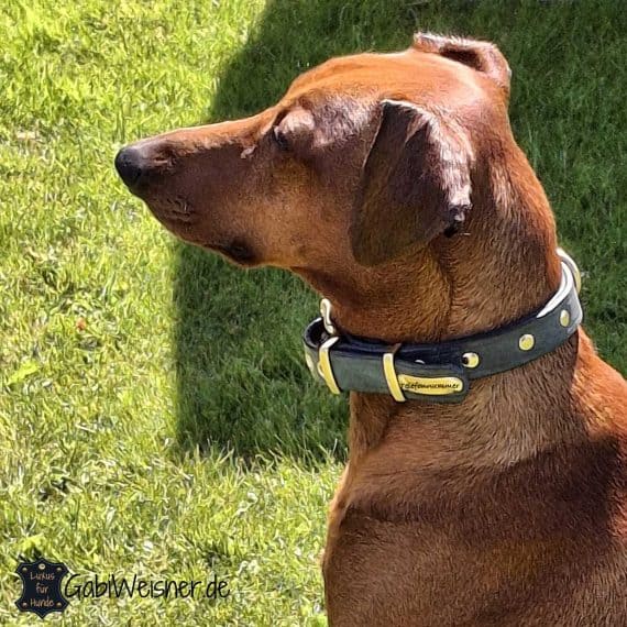 Hund mit Hundehalsband und Telefonschild