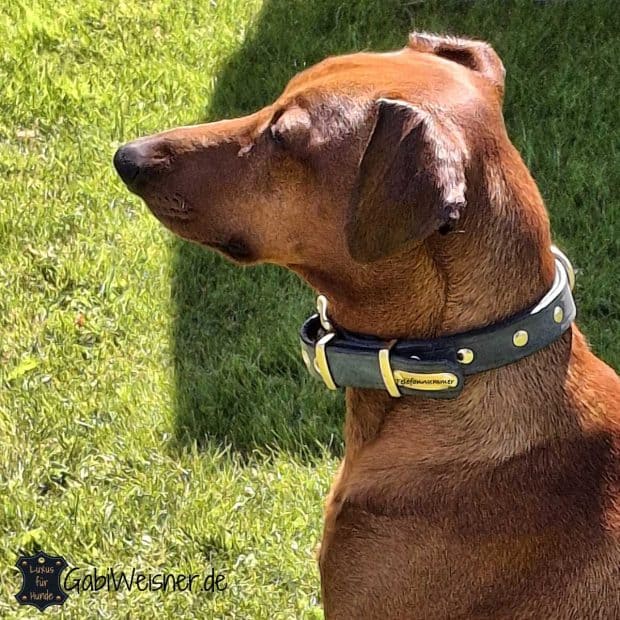 Hund mit Hundehalsband und Telefonschild