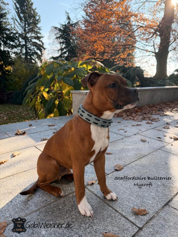 Hundehalsband Leder 3 cm breit Staffordshire Bullterrier Mycroft