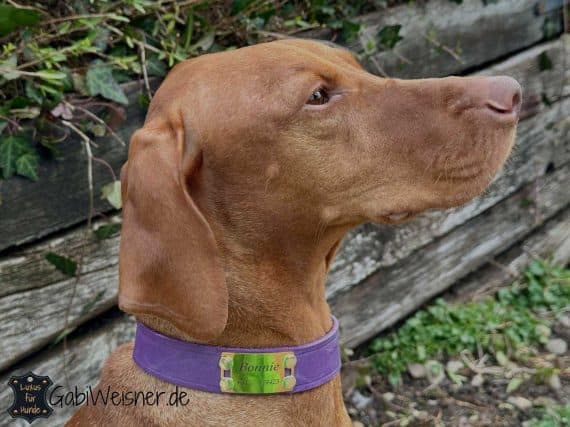 Einfaches Hundehalsband mit Namensschild, Leder 3 cm breit, Lila