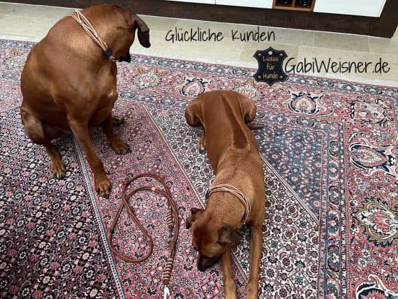 Luxus Hundehalsband mit Ohr-Tunnel, Glückliche Kunden, Rhodesian Ridgeback