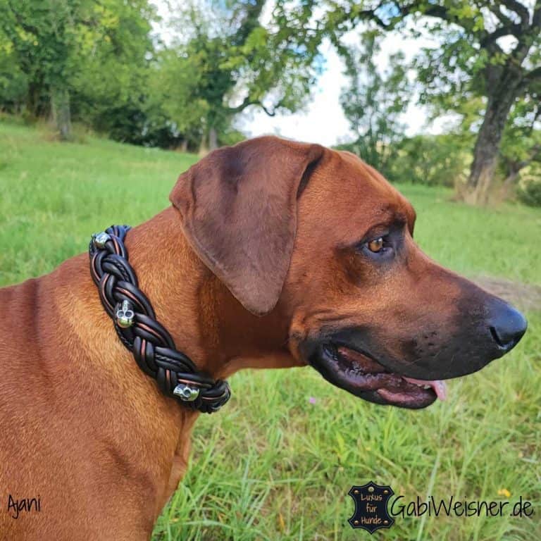 M&D Leder-Halsband Für Hunde – 3,8 Cm Breit, Englische Bulldogge Design, Größe M (45-55 Cm)