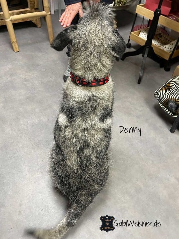 Hundehalsband aus Leder 3 cm breit, Schnauzer Denny.