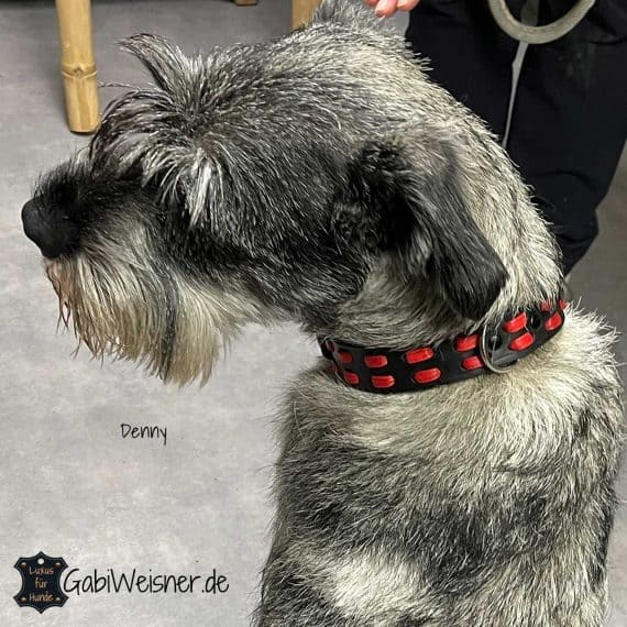 Hundehalsband aus Leder 3 cm breit, Schnauzer Denny.