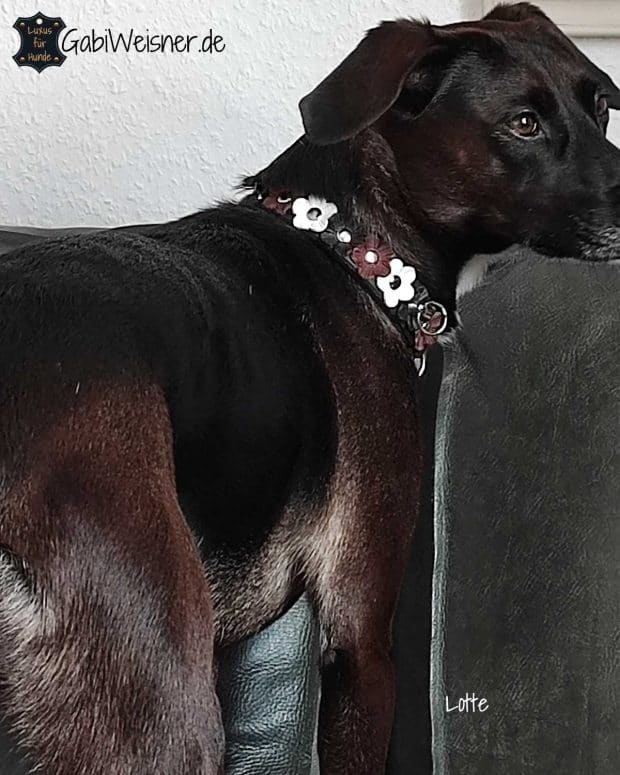 Hundehalsband mit Klickverschluss für mittelgroße Hunde, Blumenfarbe nach Wunsch. Lotte