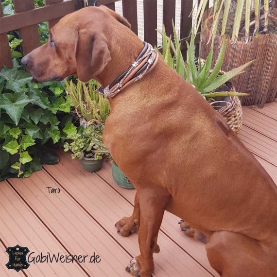 Luxus Hundehalsband 5 cm breit Rhodesian Ridgeback Taro